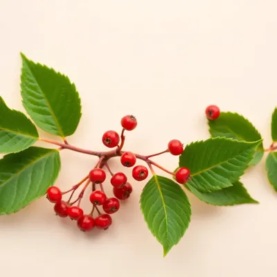 Bearberry Leaf Extract