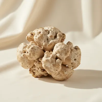 Tiger Milk Mushroom